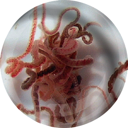 LEVENDE TUBIFEX 90 ML