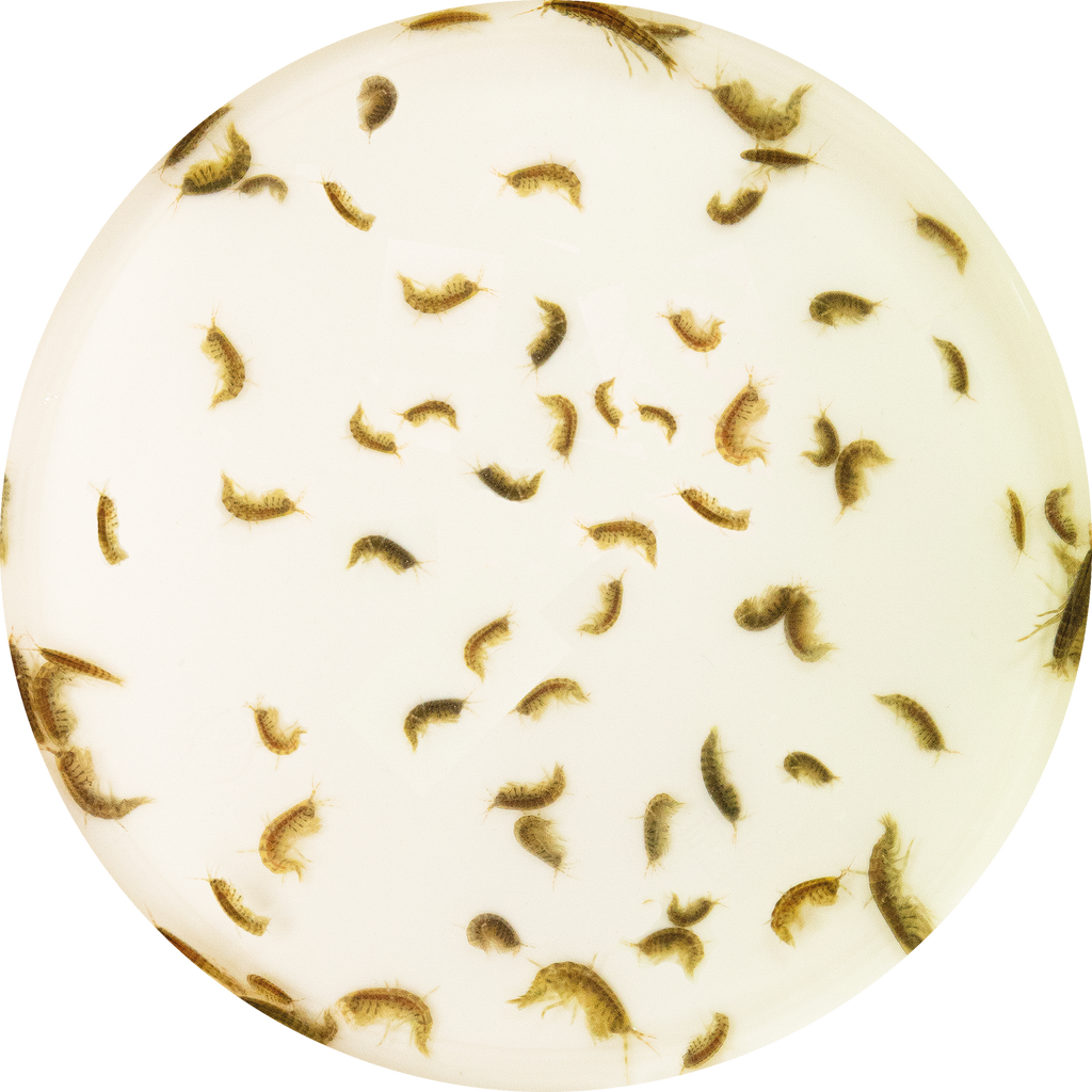 LEVENDE GAMMARUS 90 ML