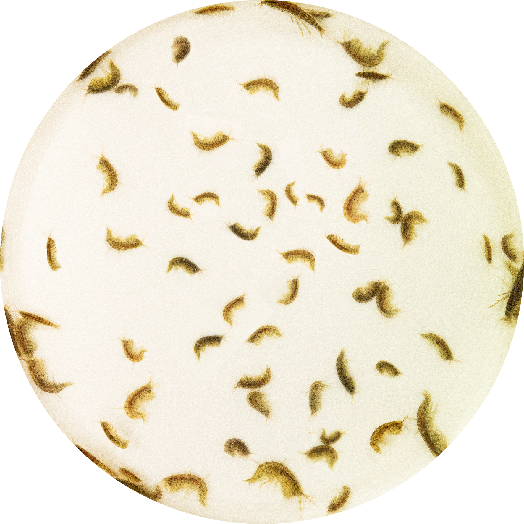 LEVENDE GAMMARUS 90 ML