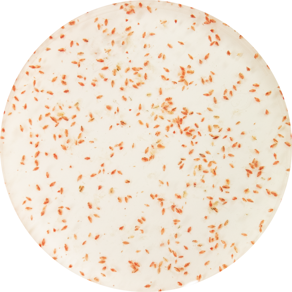 LEVENDE WATERVLOOIEN 90 ML