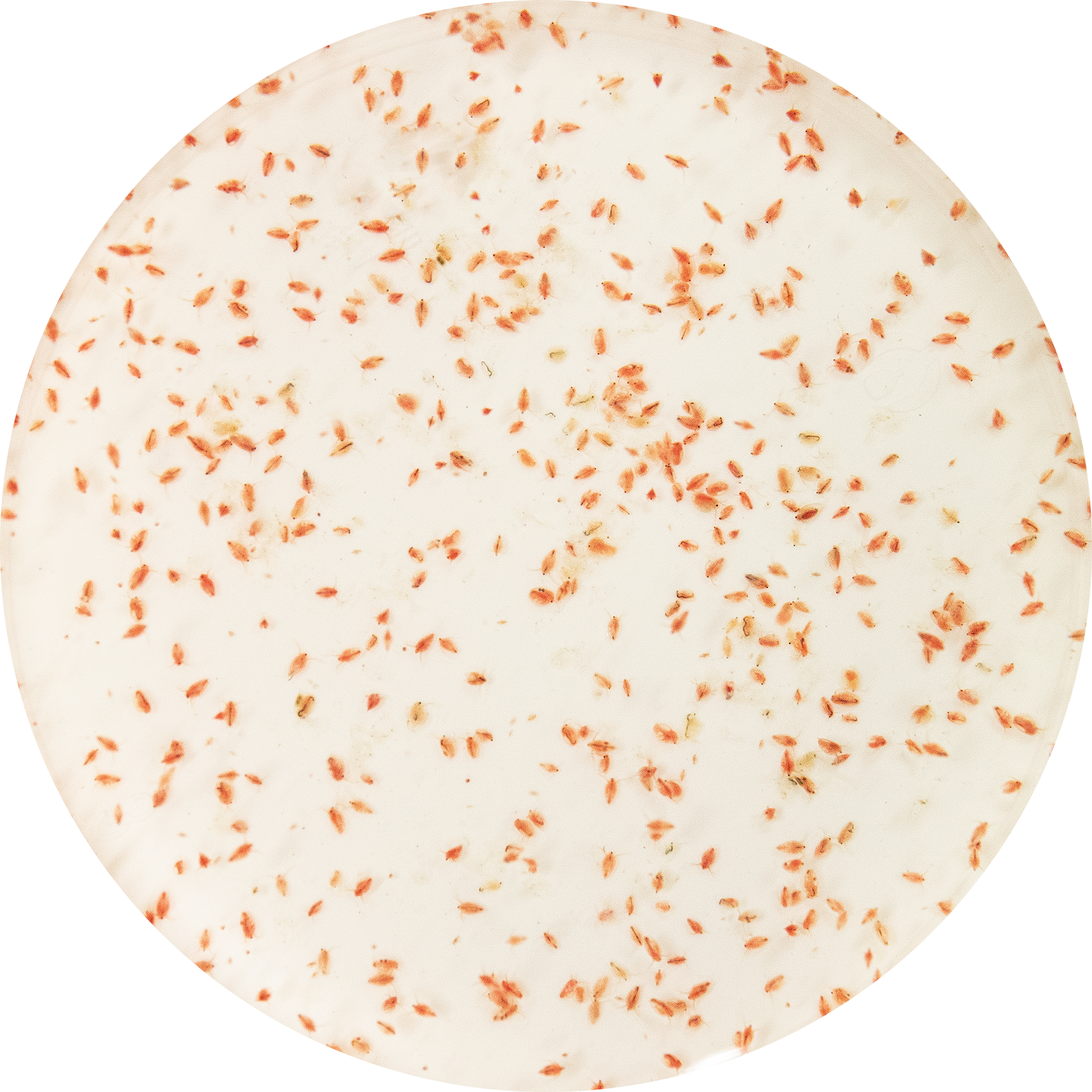 LEVENDE WATERVLOOIEN 90 ML