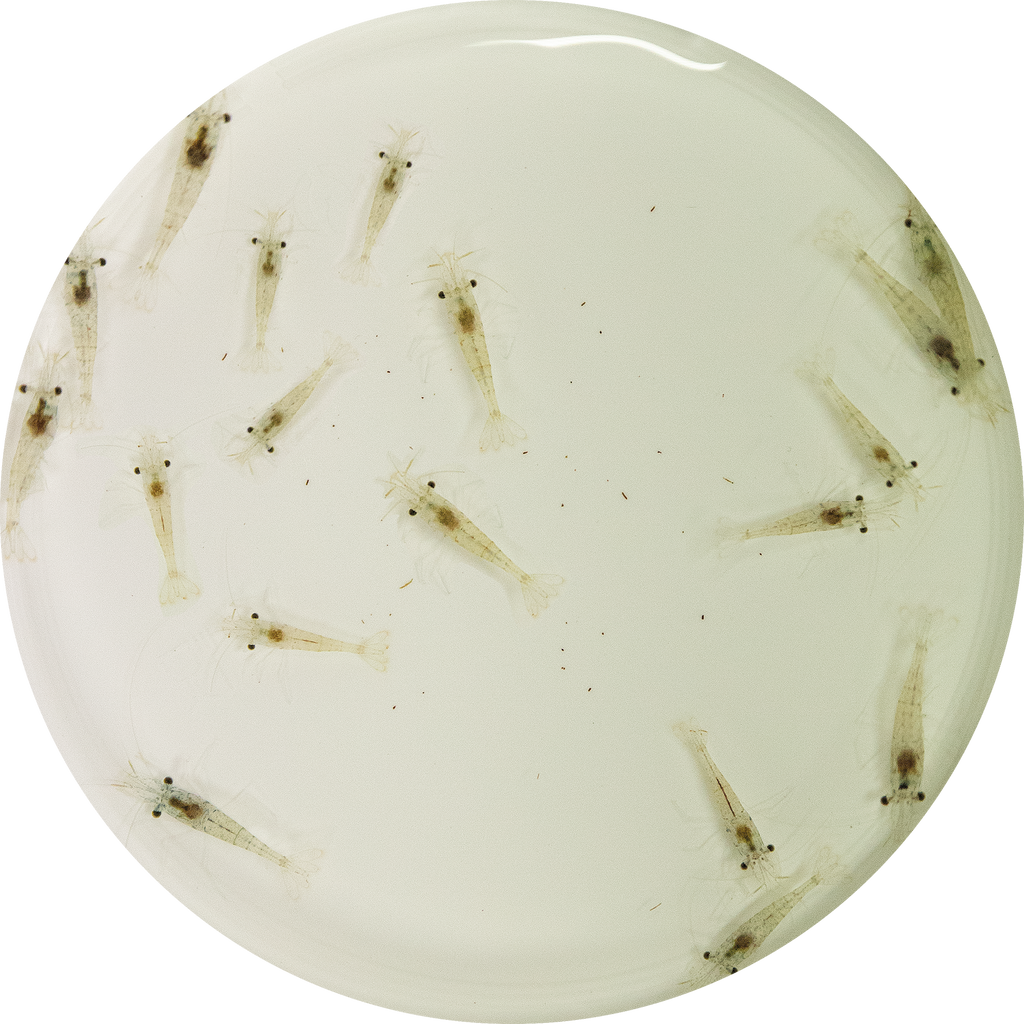 LEVENDE DWERGGARNALEN 180 ML