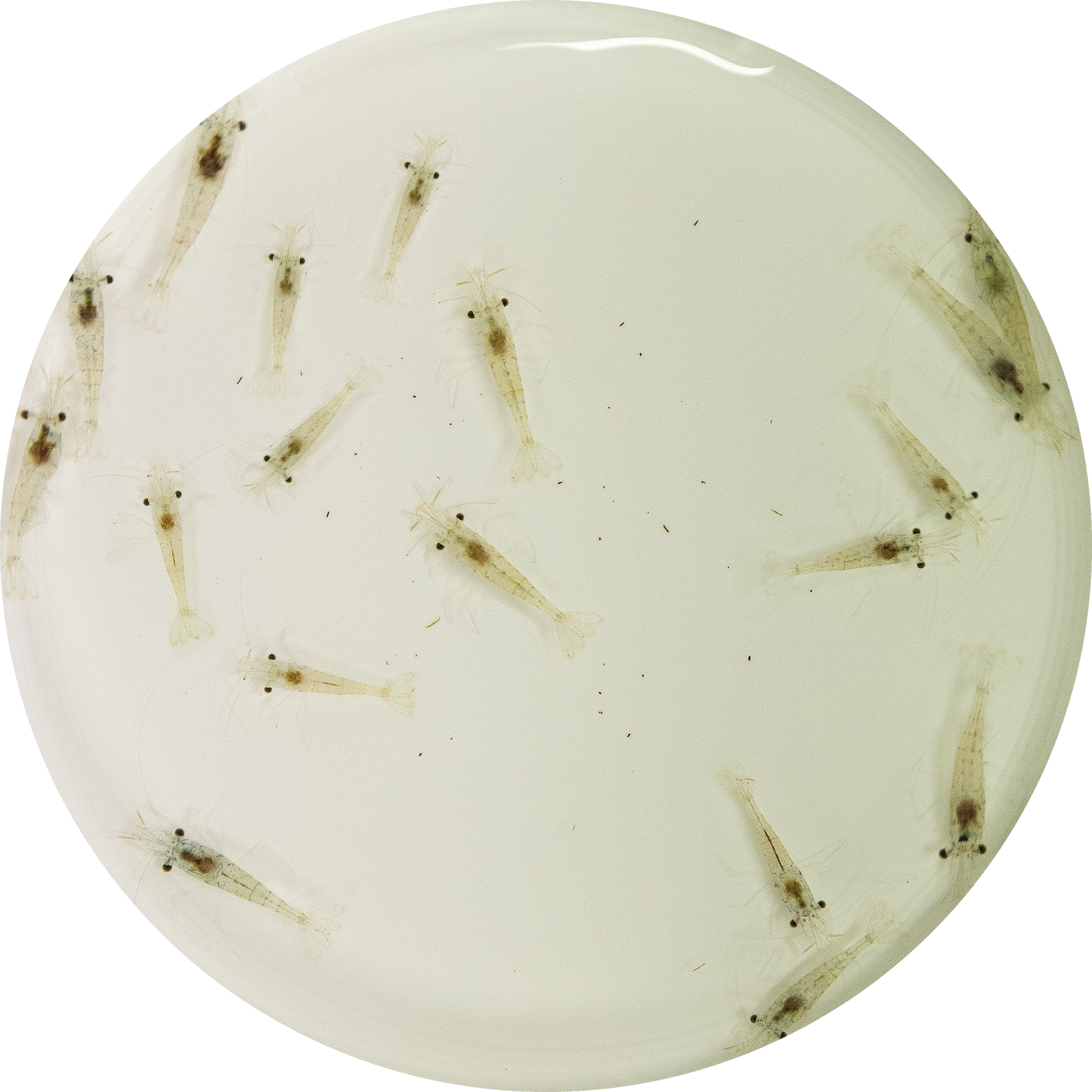 LEVENDE DWERGGARNALEN 180 ML