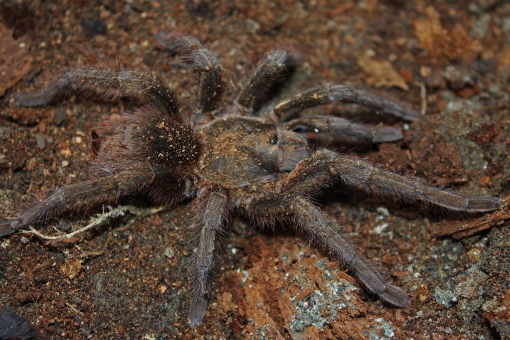 Phormictopus auratus - Sling/Juv
