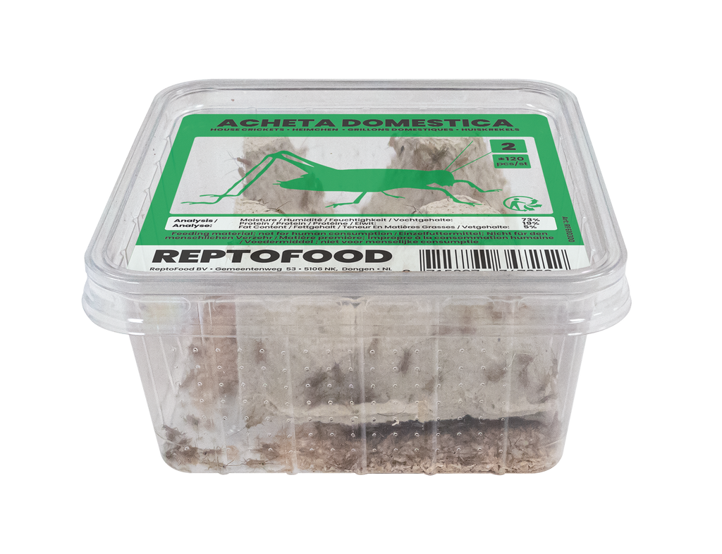 REPTO HUISKREKEL 2 BOX