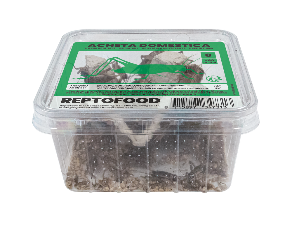 REPTO HUISKREKEL 8 BOX