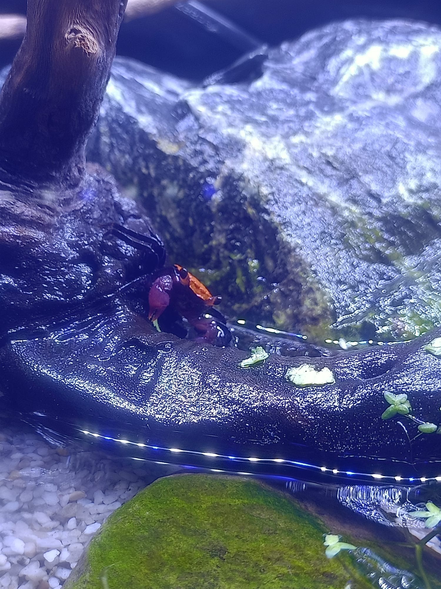 Geosesarma sp. dennerle - Vampirkrabbe Indonesien 