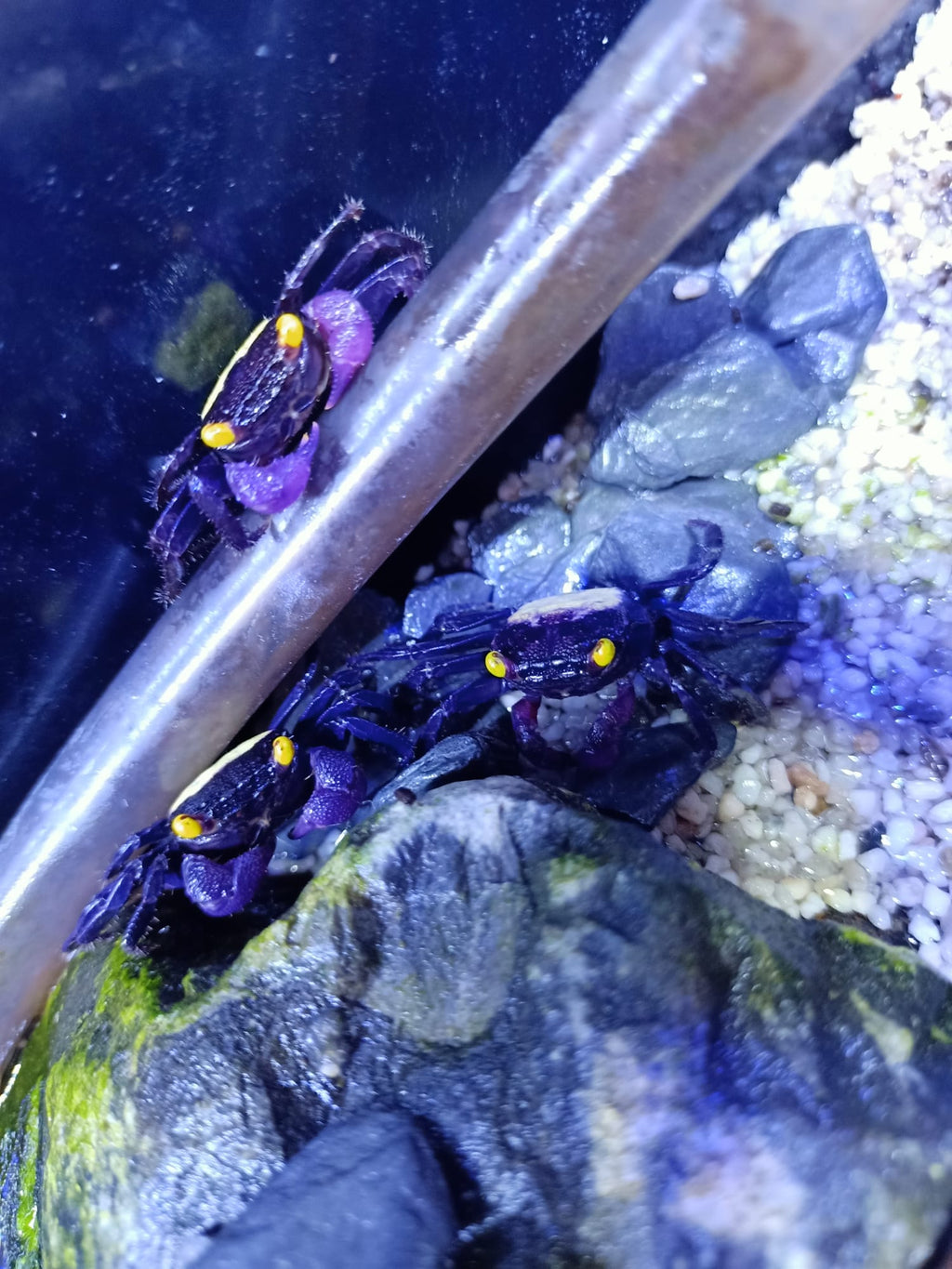 Geosesarma sp. dennerle - Vampirkrabbe Indonesien 