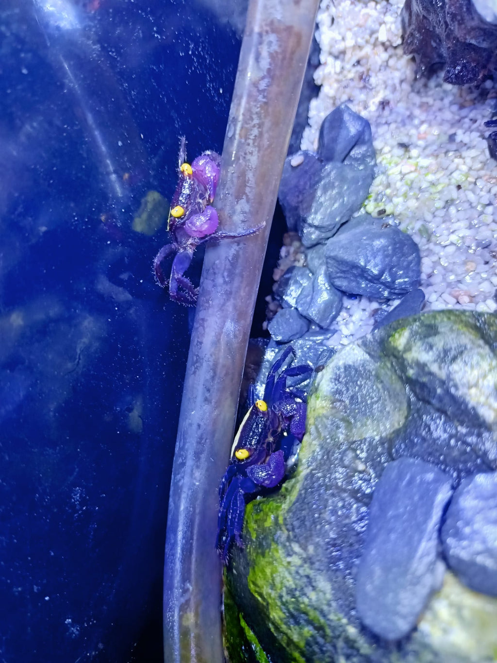 Geosesarma sp. dennerle - Vampirkrabbe Indonesien 