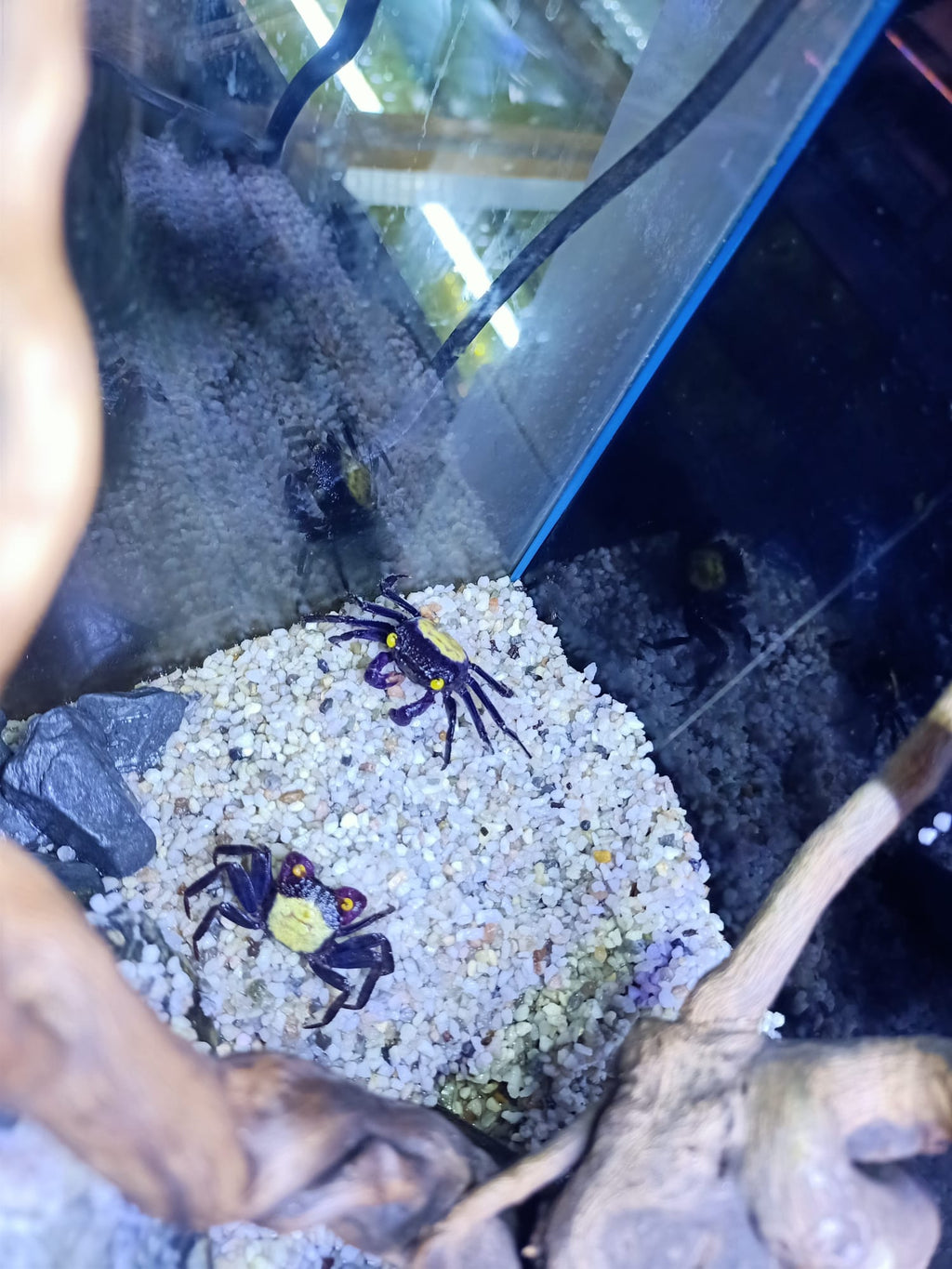 Geosesarma sp. dennerle - Vampirkrabbe Indonesien 