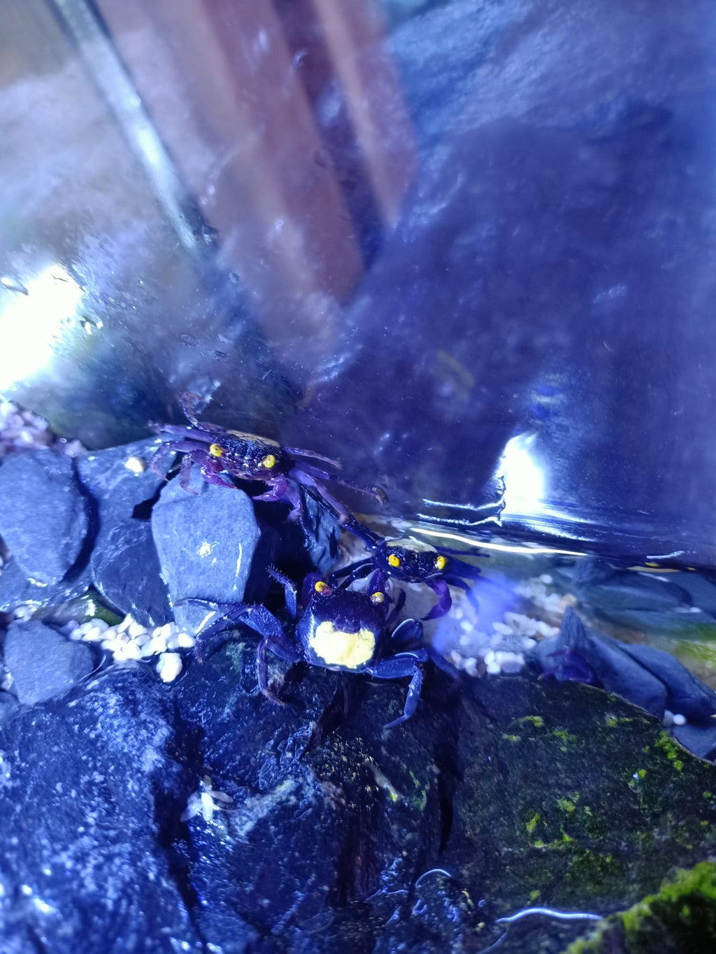 Geosesarma sp. dennerle - Vampirkrabbe Indonesien 