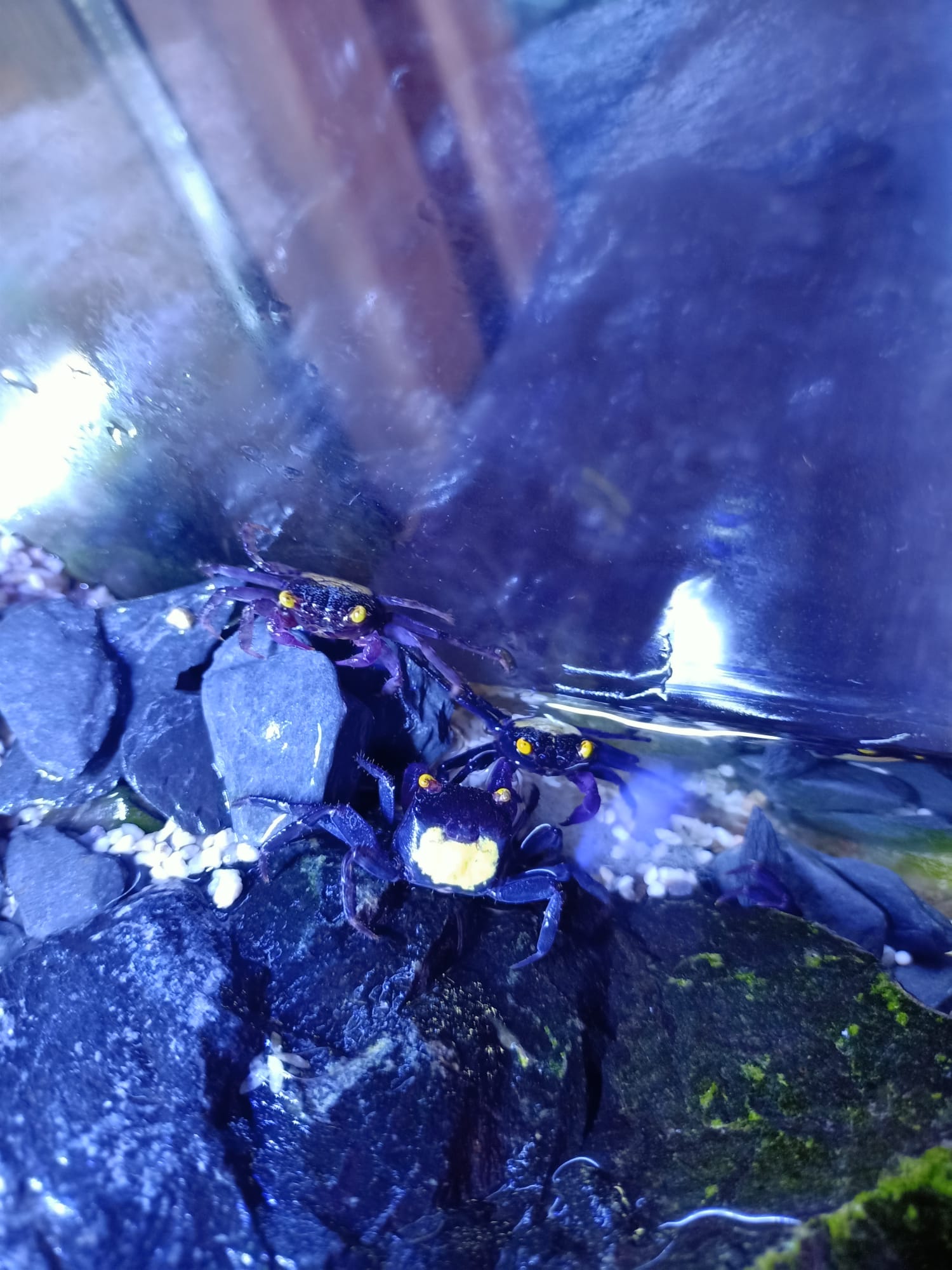 Geosesarma sp. dennerle - Vampirkrabbe Indonesien 