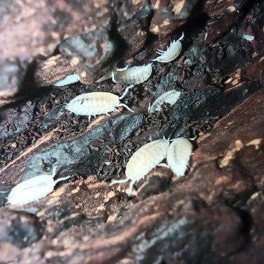 REPTO TROPISCHE PISSENBEDDEN BOX