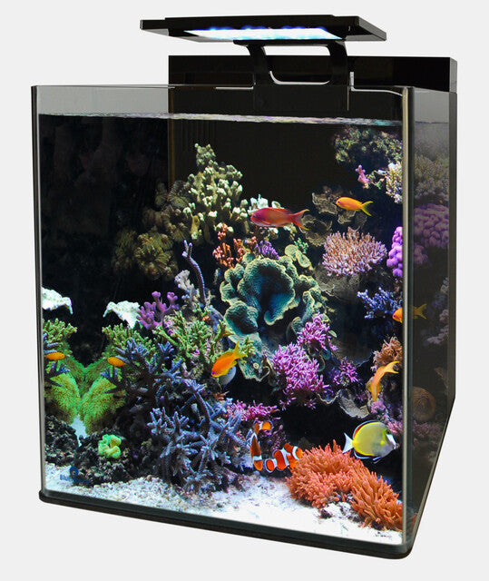 Blue Marine Reef 90 Aquarium