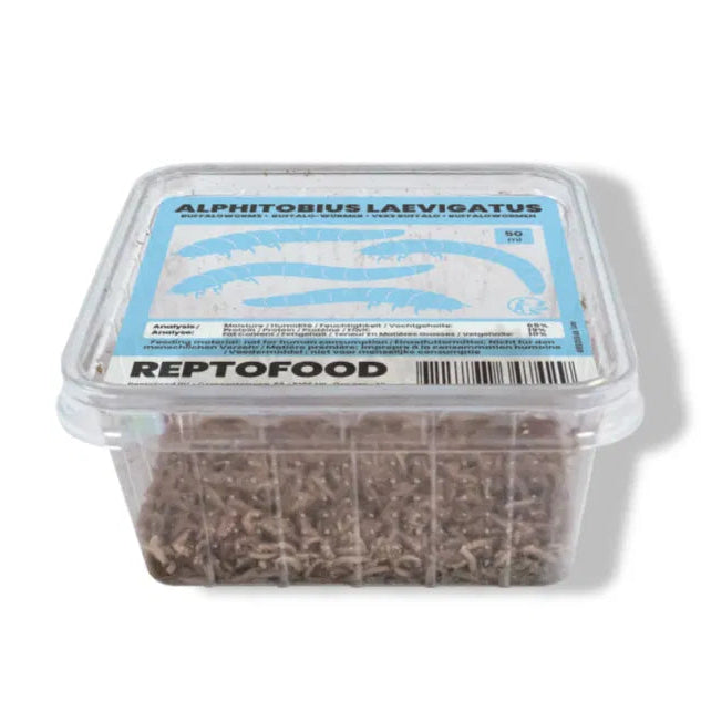 REPTO BUFFALOWORMEN BOX