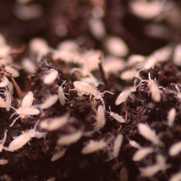 Reptofood Springstaartjes