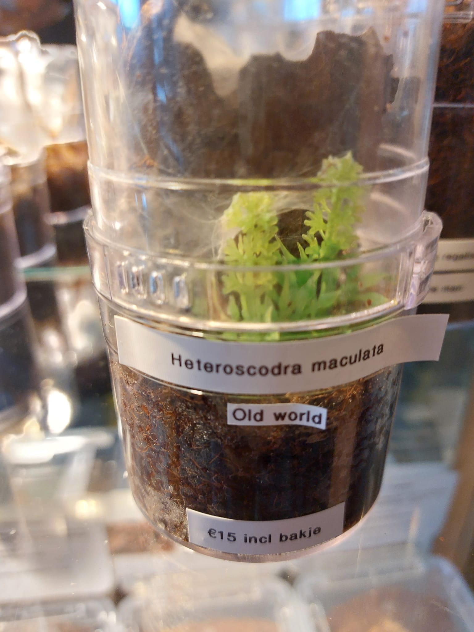 Heteroscodra Maculata - Sling - incl Citter Keeper