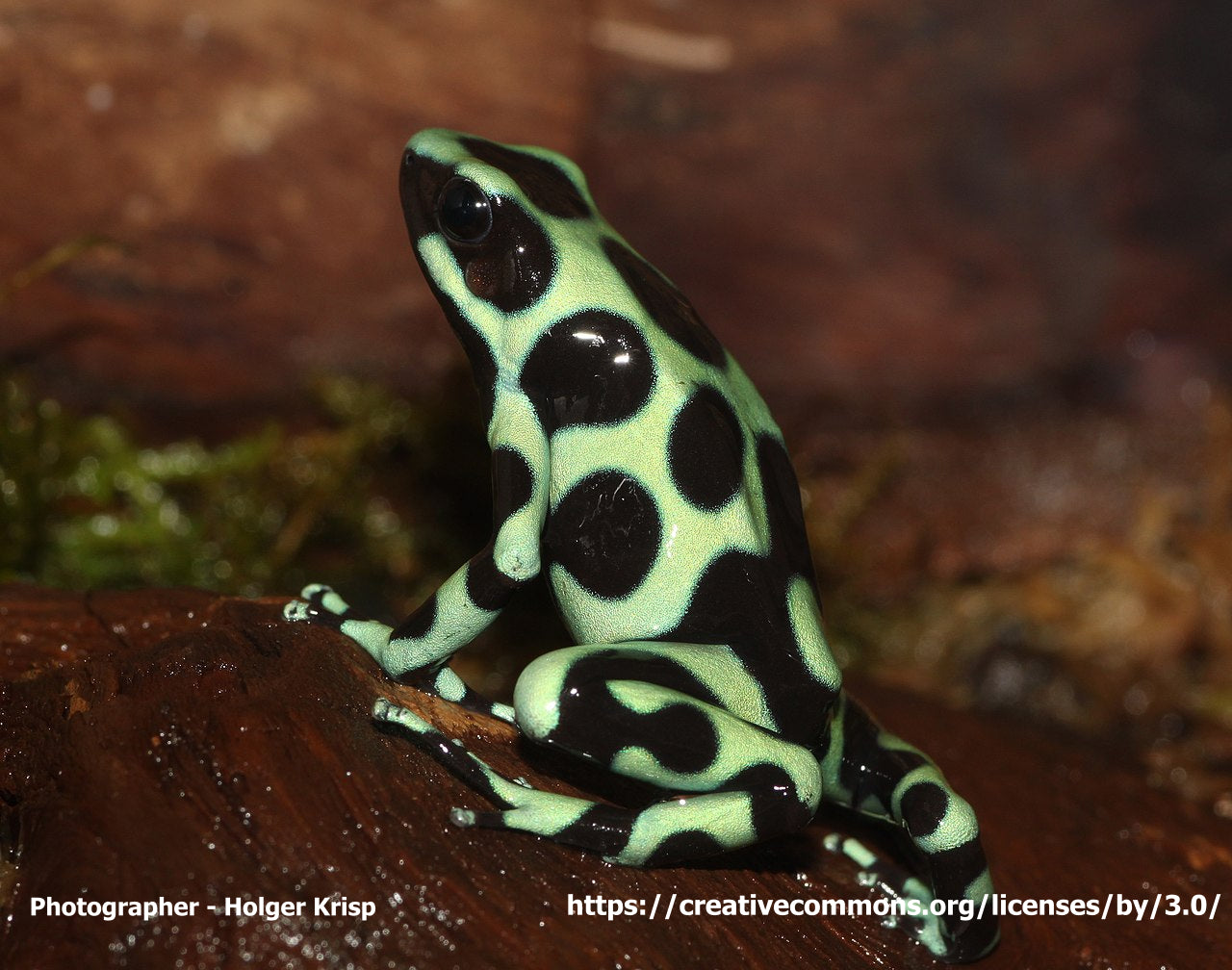 Dendrobates auratus „Costa Rica“