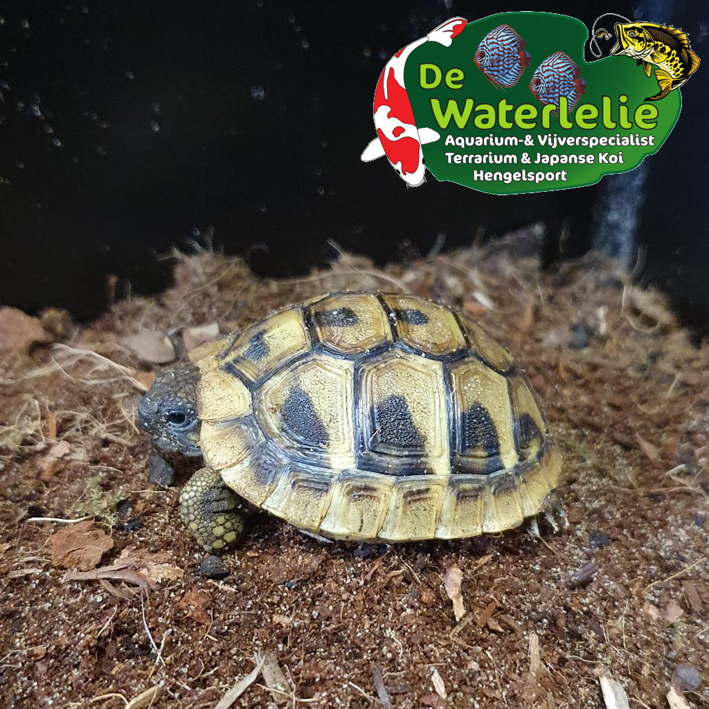 Griechische Landschildkröten