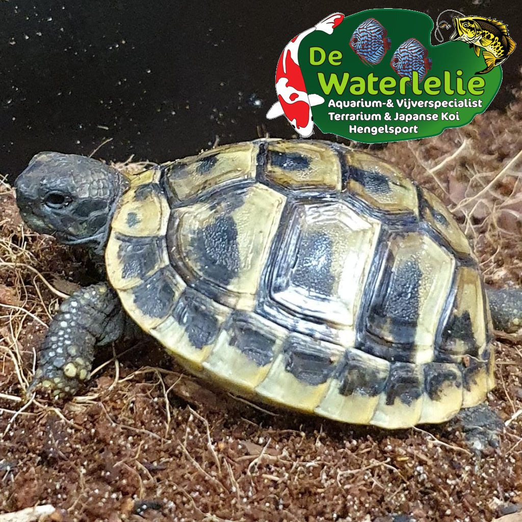 Griechische Landschildkröten