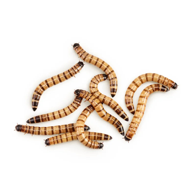 REPTO MORIOWORMEN BAKJE