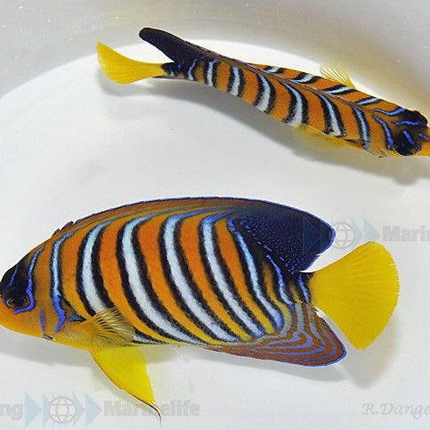 Pygoplites diacanthus (Red Sea) - Regal angelfish