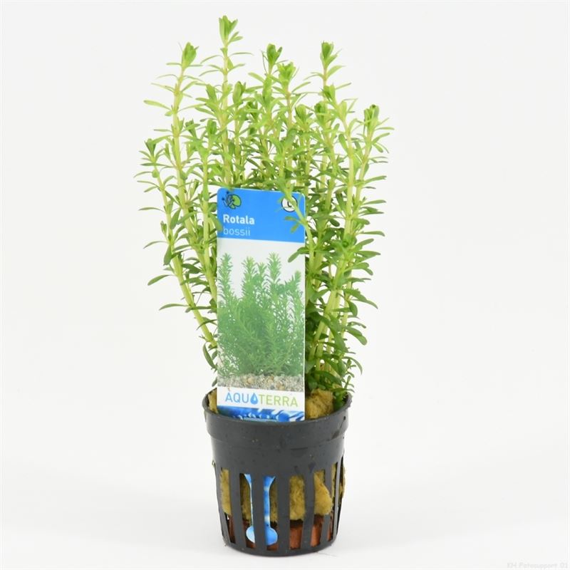 Rotala bossii