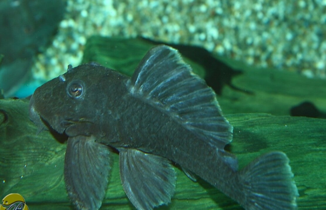 Baryancistrus Beggini L239