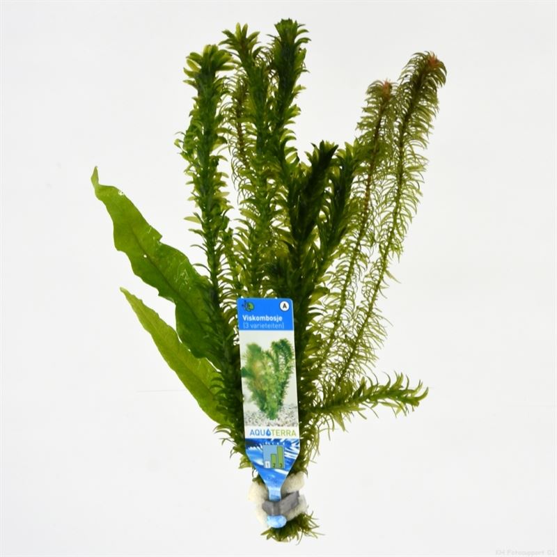 Viskombosjes (3 varieteiten Bos)