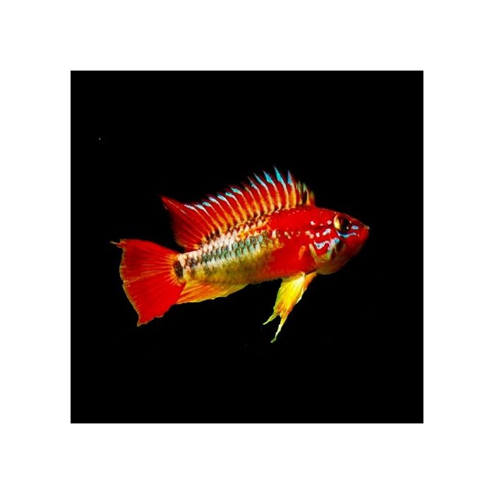 Apistogramma Macmasteri Red Mask