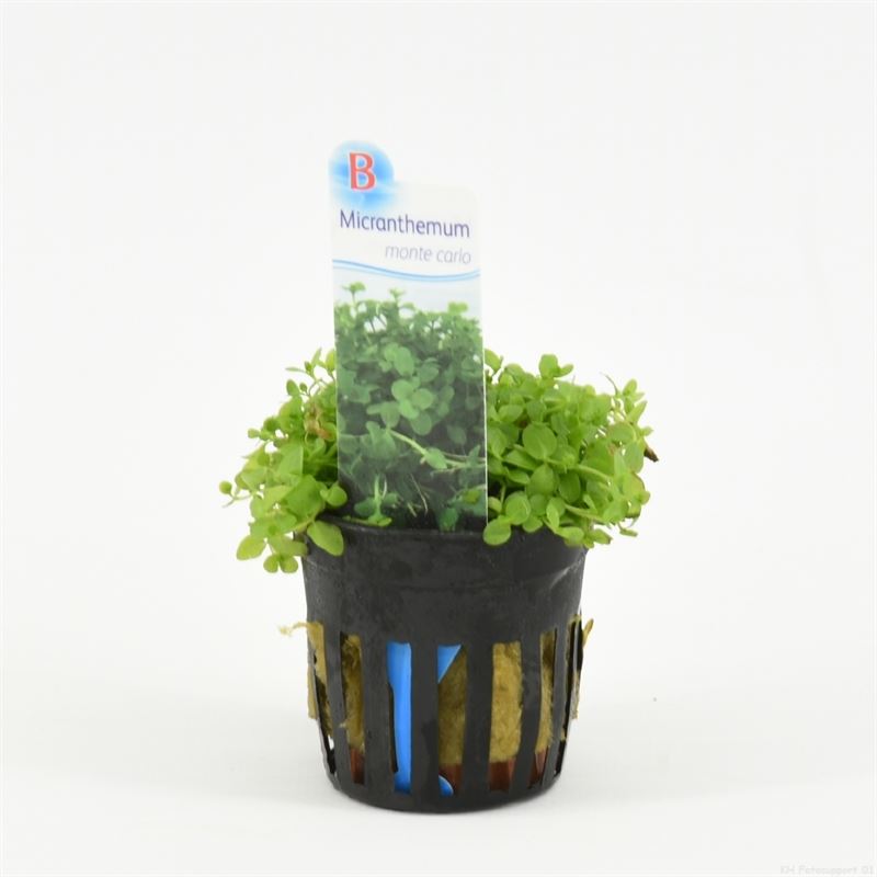 Micranthemum Monte Carlo