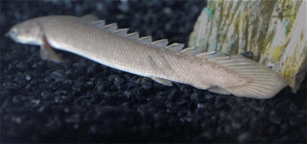 Polypterus Bichir Laparadei / Kwastvinsnoek