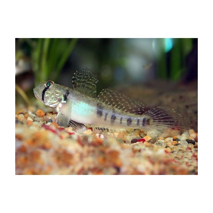 Oligolepis acutipennis / Sharptail goby
