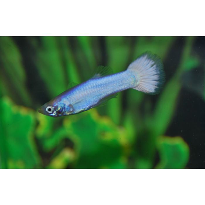 poecilia reticulata guppy white moscow