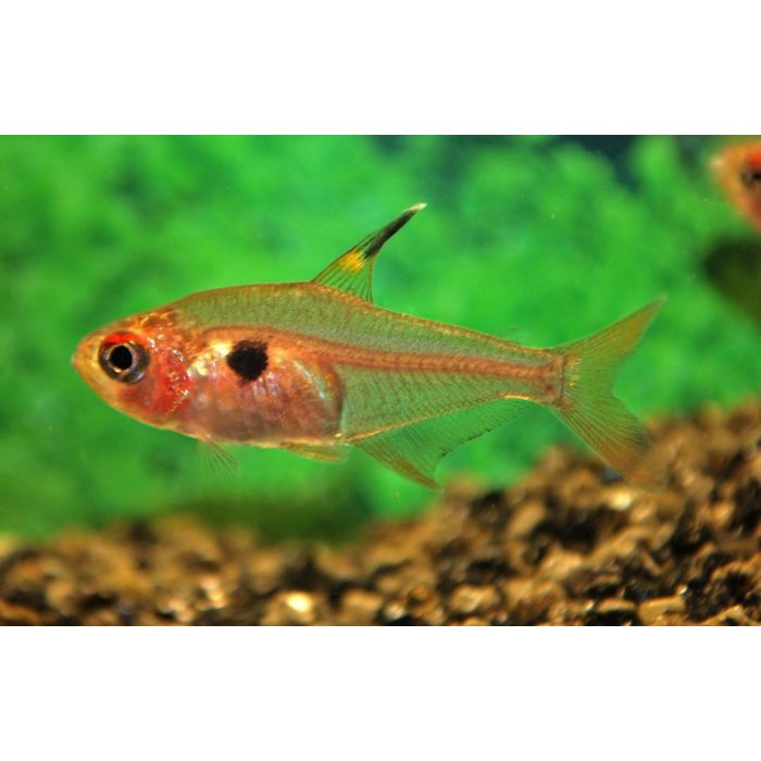 Megalamphodus Sweglesi Rode Fantoomzalm