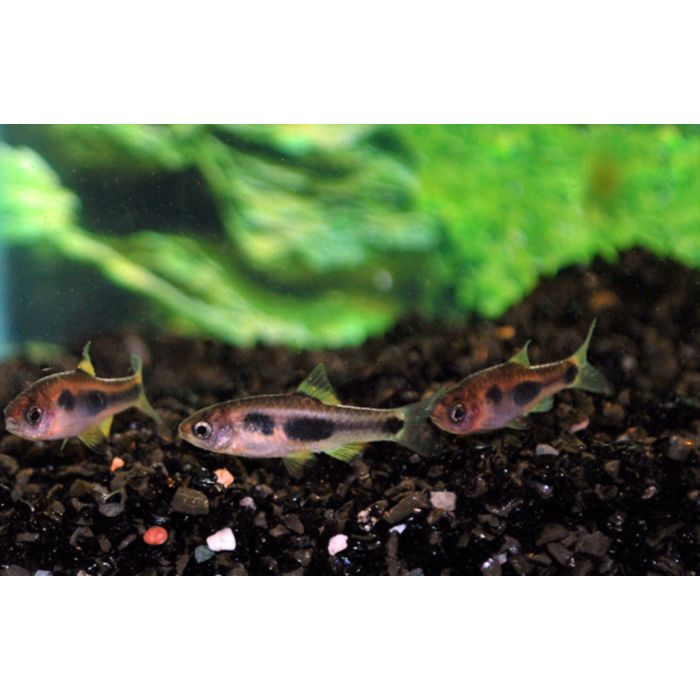 Enteromius Hulstaerti / Vlinderbarbee