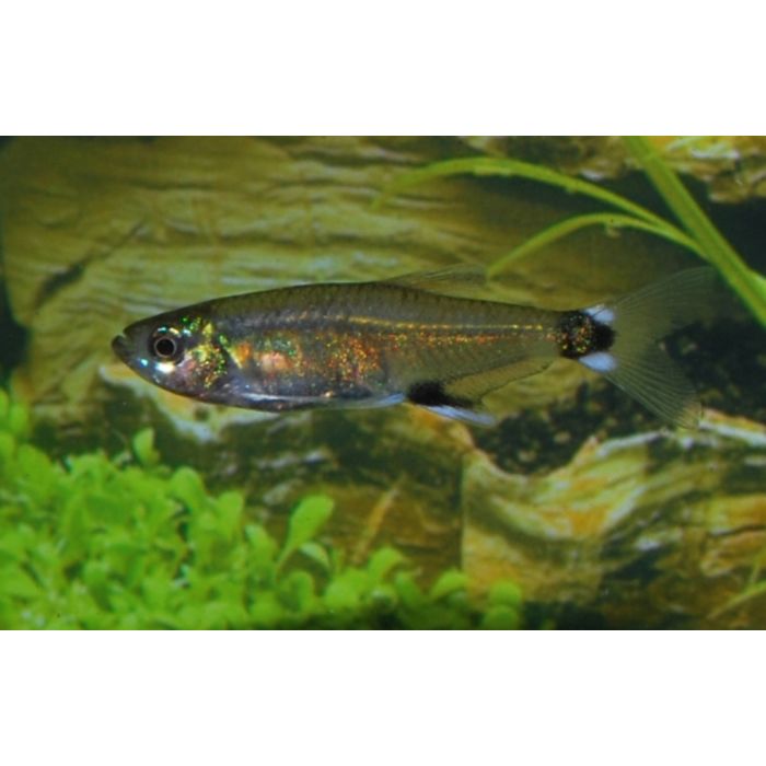 Aphyocharax Nattereri / Staartvlekzalm