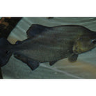 Serrasalmus Rhombeus / Zwarte Piranha