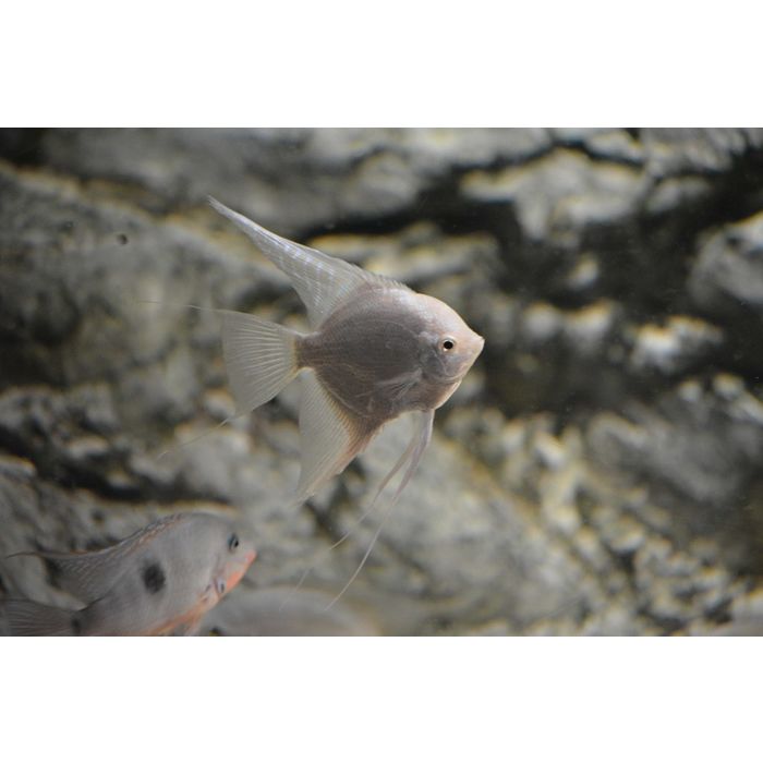 Pterophyllum scalare Maanvis diamant platinum