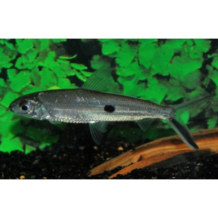 Hemiodopsis Argenteus