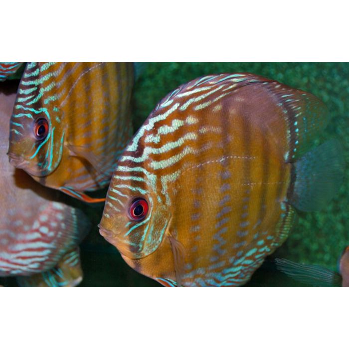 Discus Uatuma
