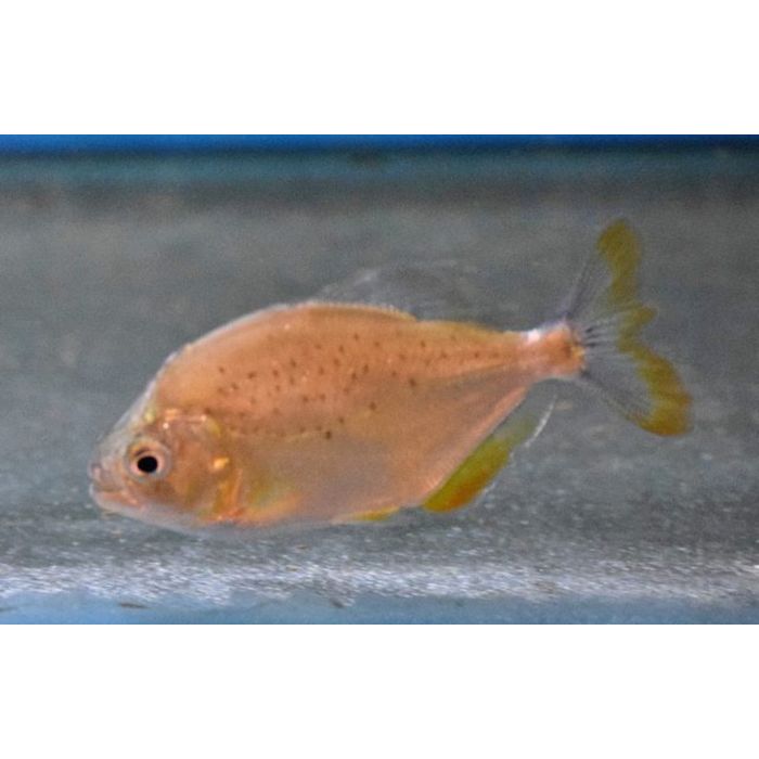 Pygopristis Denticulata / / Piranha Denticulata