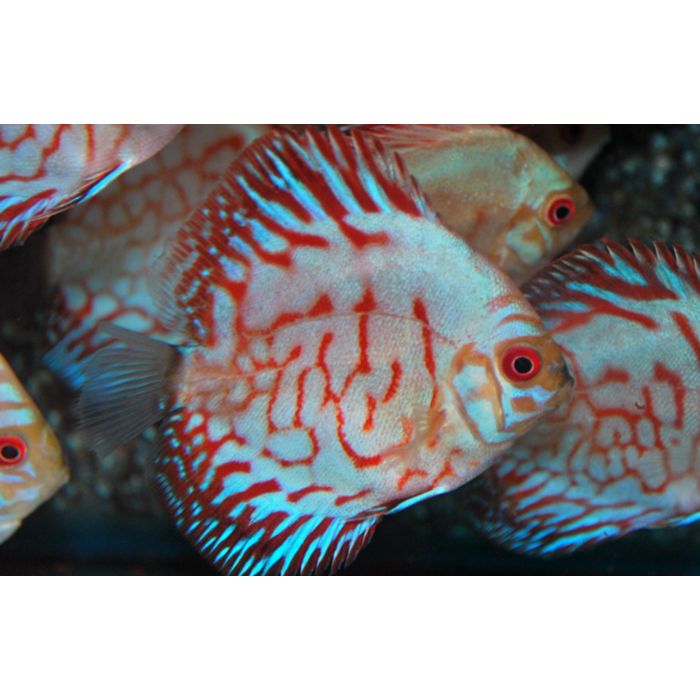 Tiger Head Pigeon Discusvis