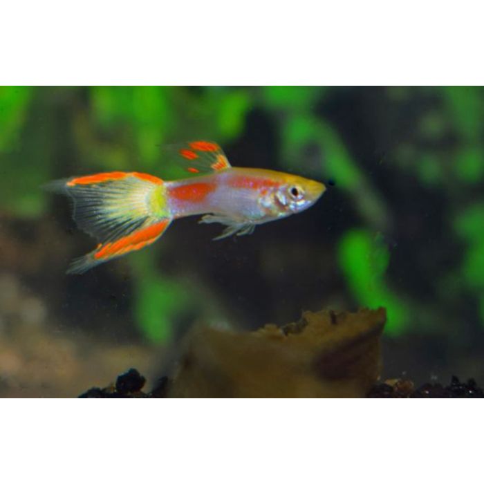 Poecilia Wingei Yellow Laser Tail (m/f) M