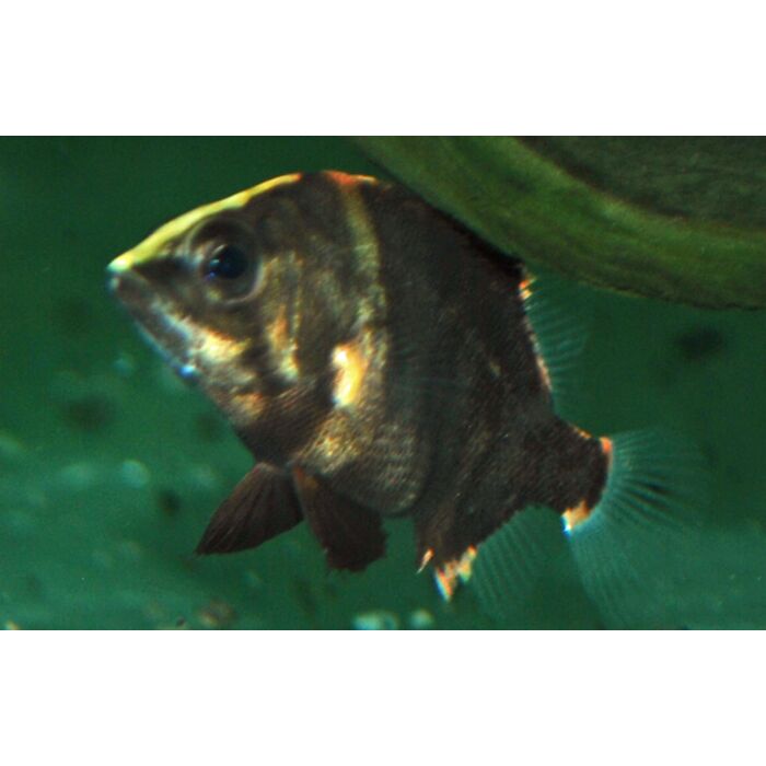 Datnioides Campbelli / Neuguinea-Tigerbarsch