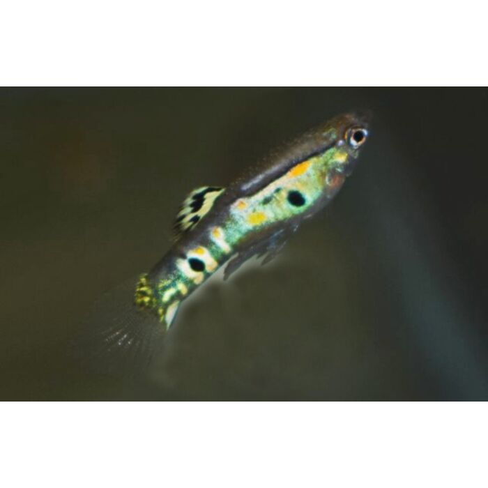 Poecilia Reticulatus Ginga Green / Gup Ginga Green