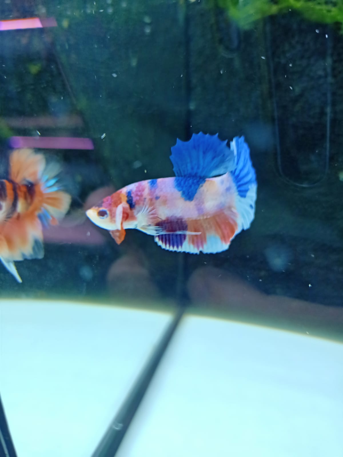 Betta Candy