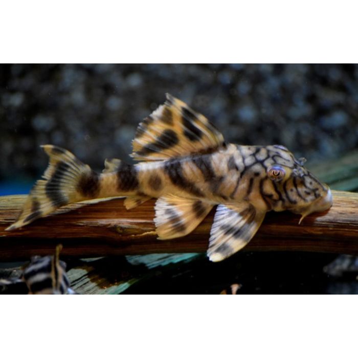 Peckoltia Braueri L121