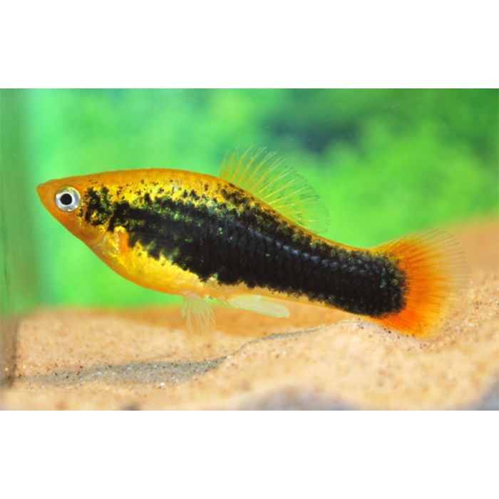 Xiphophorus Maculatus Platy Variatus Hawaii