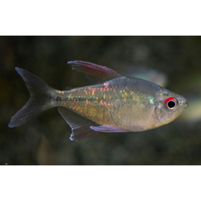 Moenkhausia Pittieri / Diamantzalm